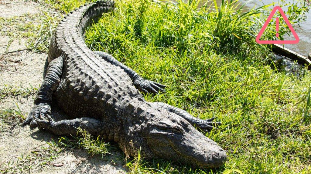 alligator property image